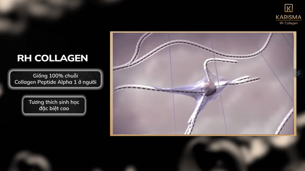 Karisma ECM tái tạo nền da: Vai trò của Rh Collagen trong tăng sinh collagen type I nội sinh, góp phần phục hồi ECM một cách an toàn.